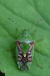 Cyphostethus tristriatus