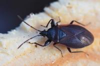 Gastrodes grossipes