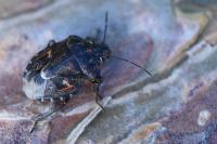 Holcogaster fibulata