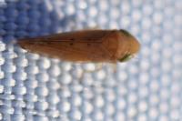 Synophropsis lauri