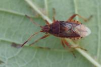 Stictopleurus abutilon