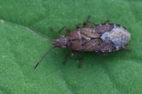 Orsillus depressus