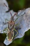 Gonocerus juniperi
