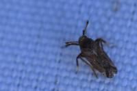 Asiraca clavicornis
