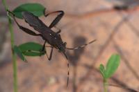 Camptopus lateralis