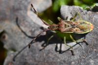 Gonocerus juniperi