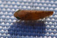 Synophropsis lauri