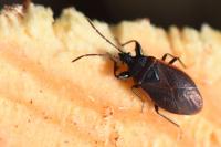 Gastrodes grossipes
