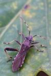 Camptopus lateralis