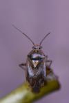 Lygus pratensis