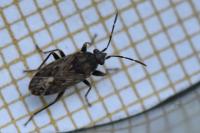 Peritrechus
