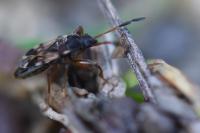 Scolopostethus affinis