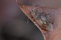 Stictopleurus punctatonervosus