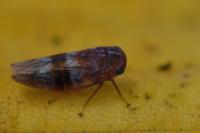 Tremulicerus