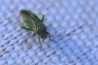 Platycranus