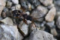 Scolopostethus affinis