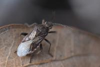 Stictopleurus punctatonervosus