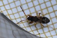 Scolopostethus affinis