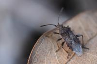 Stictopleurus punctatonervosus