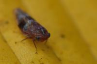 Tremulicerus