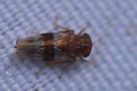 Tremulicerus