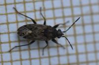 Peritrechus