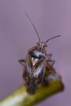 Lygus pratensis