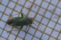 Platycranus