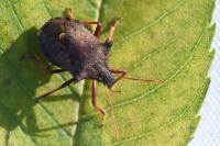 Picromerus bidens