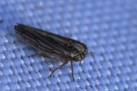 Dryodurgades antoniae