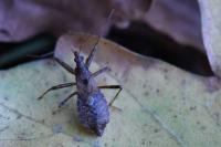 Himacerus apterus