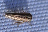 Dryodurgades antoniae