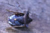 Pentatoma rufipes