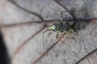 Phytocoris tiliae