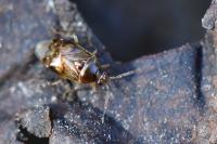 Deraeocoris lutescens