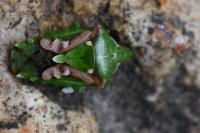 Cyphostethus tristriatus