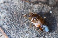 Deraeocoris lutescens