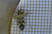Phytocoris tiliae