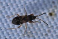 Scolopostethus affinis