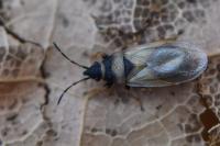Oxycarenus pallens