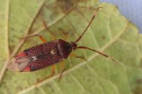 Pantilius tunicatus