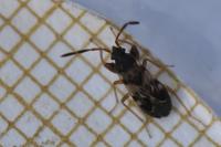 Scolopostethus affinis