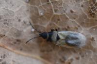 Oxycarenus pallens
