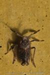 Asiraca clavicornis