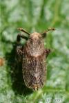 Asiraca clavicornis