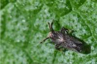 Asiraca clavicornis