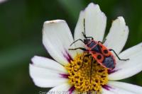 Pyrrhocoris apterus