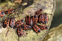 Pyrrhocoris apterus