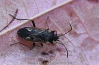 Rhyparochromus vulgaris