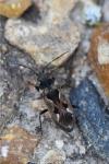Rhyparochromus vulgaris